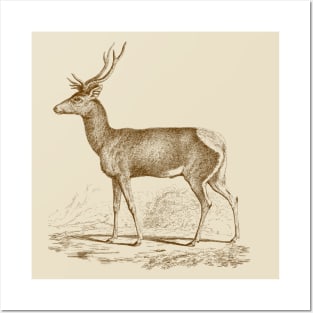 Deer Monochrome Vintage Wildlife Illustration Posters and Art